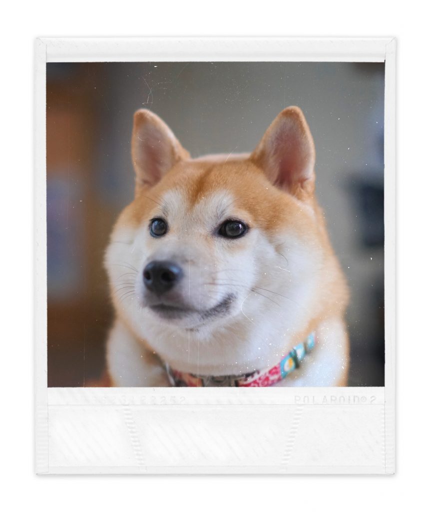 點解養柴犬？因為鐘意佢夠有性格w